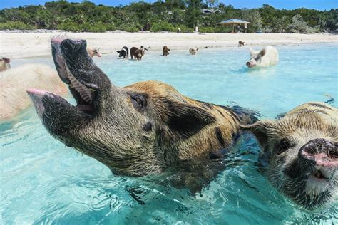 eleuthera pigs|Where To Find The Swimming Pigs Of The Bahamas 